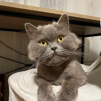 thumbnail petsitter Otopeni sau bonă pentru animale pentru câini pisici