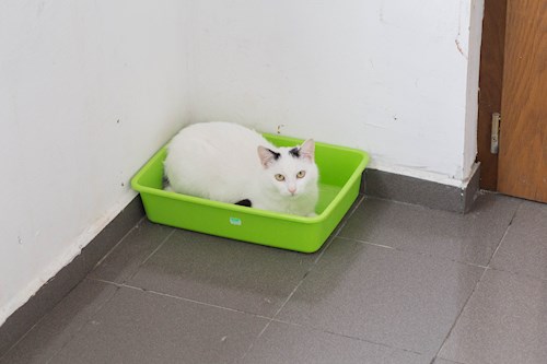 pop- petsitter Cluj-Napoca sau Bonă pentru animale pentru