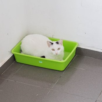 thumbnail petsitter Cluj-Napoca sau bonă pentru animale pentru