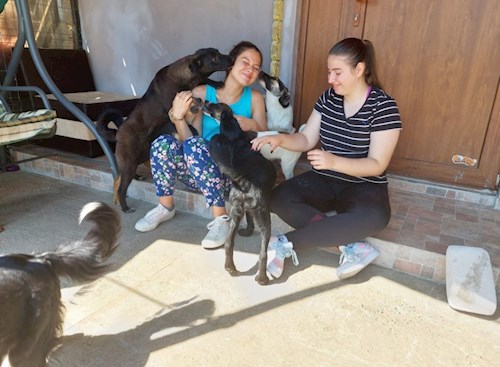 Amalia-Elena- petsitter București or Pet nanny for dogs cats 