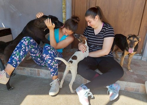 Amalia-Elena- petsitter București or Pet nanny for dogs cats 