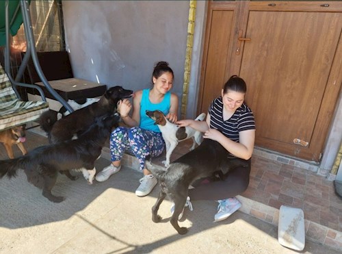 Amalia-Elena- petsitter București or Pet nanny for dogs cats 