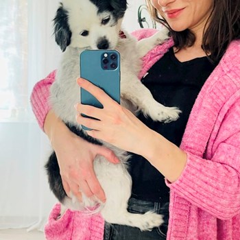 thumbnail petsitter București sau bonă pentru animale pentru câini pisici