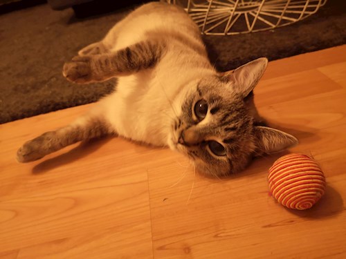 Charlotte- petsitter București sau Bonă pentru animale pentru pisici