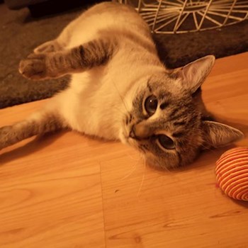 thumbnail petsitter București sau bonă pentru animale pentru pisici