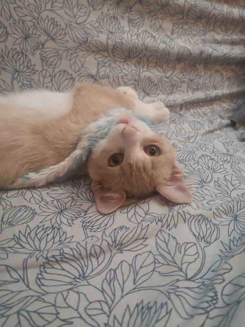 Charlotte- petsitter București sau Bonă pentru animale pentru pisici