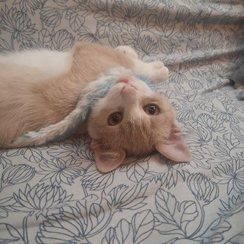 thumbnail petsitter București sau bonă pentru animale pentru pisici