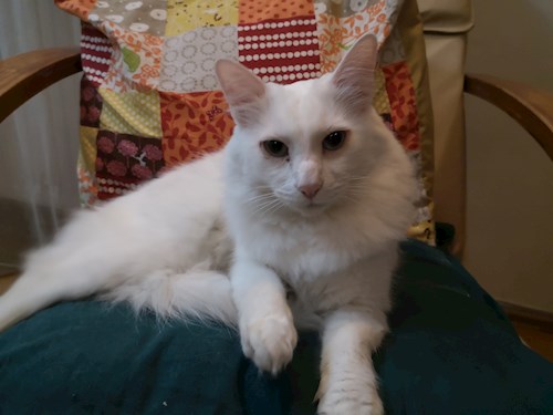 Charlotte- petsitter București sau Bonă pentru animale pentru pisici