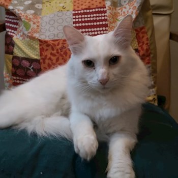 thumbnail petsitter București sau bonă pentru animale pentru pisici