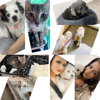 thumbnail petsitter București sau bonă pentru animale pentru câini pisici