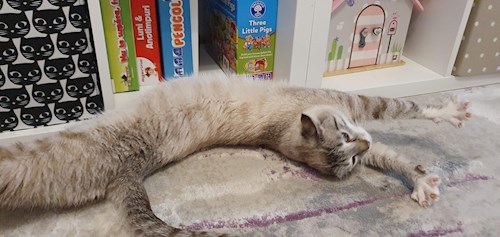 Nicu- petsitter București or Pet nanny for dogs cats