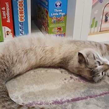 thumbnail petsitter București sau bonă pentru animale pentru câini pisici