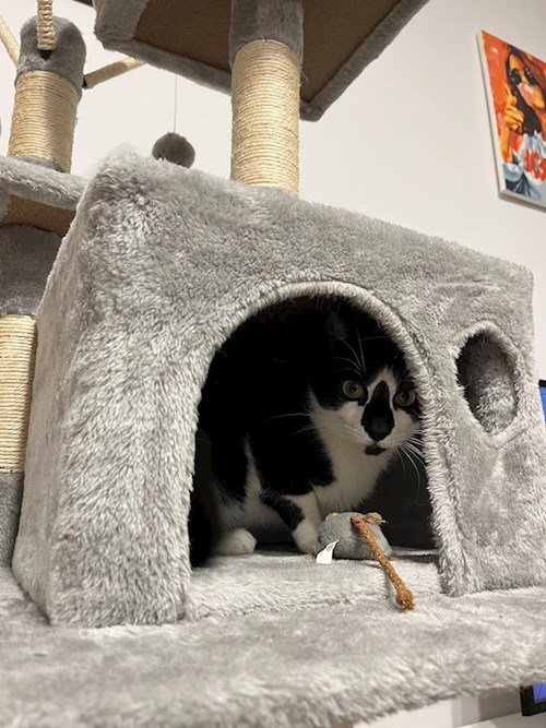 Nicu- petsitter București sau Bonă pentru animale pentru câini pisici