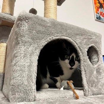 thumbnail petsitter București sau bonă pentru animale pentru câini pisici