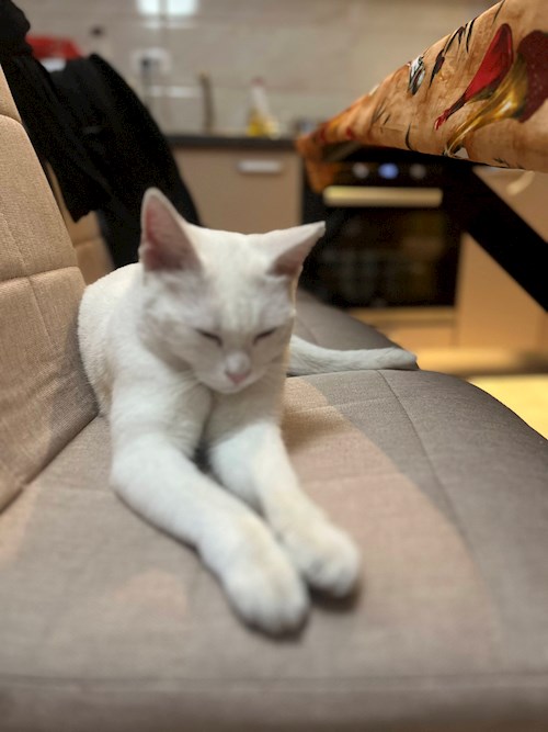 Nicu- petsitter București sau Bonă pentru animale pentru câini pisici