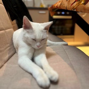 thumbnail petsitter București sau bonă pentru animale pentru câini pisici