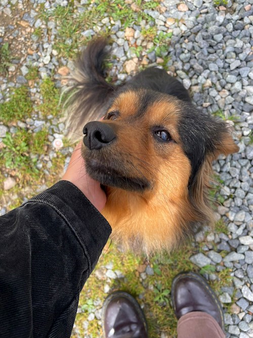 Cristea- petsitter Cluj-Napoca sau Bonă pentru animale pentru câini pisici