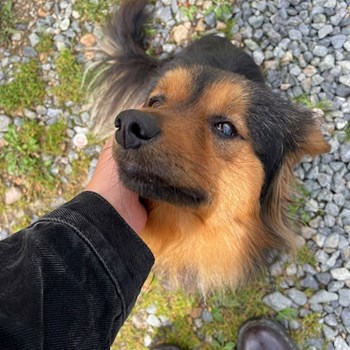 thumbnail petsitter Cluj-Napoca sau bonă pentru animale pentru câini pisici