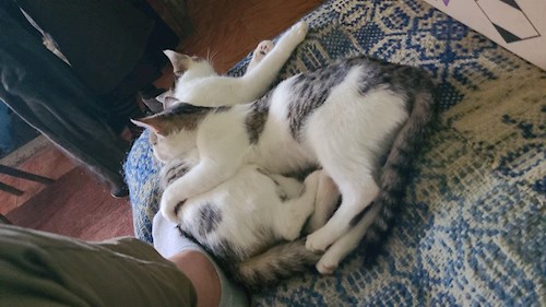 Cristea- petsitter Cluj-Napoca sau Bonă pentru animale pentru câini pisici