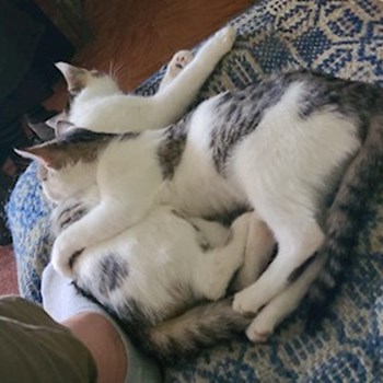 thumbnail petsitter Cluj-Napoca or pet nanny for dogs cats