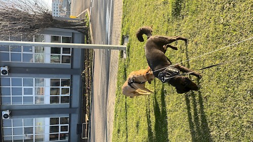 Valeria- petsitter București sau Bonă pentru animale pentru câini pisici