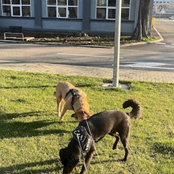 thumbnail petsitter București sau bonă pentru animale pentru câini pisici