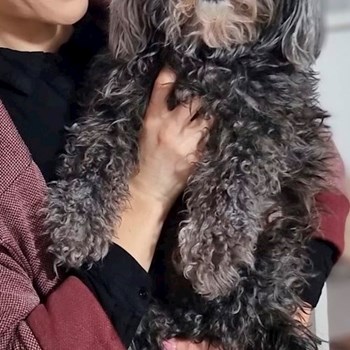 thumbnail petsitter București sau bonă pentru animale pentru câini pisici