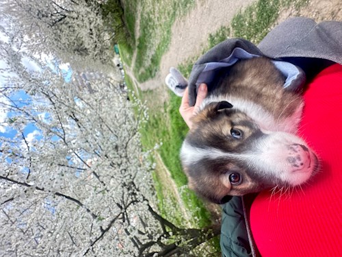 Iasmina- petsitter Oradea sau Bonă pentru animale pentru câini pisici