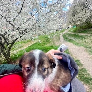 thumbnail petsitter Oradea sau bonă pentru animale pentru câini pisici