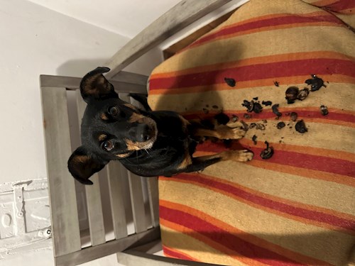 Iasmina- petsitter Oradea sau Bonă pentru animale pentru câini pisici