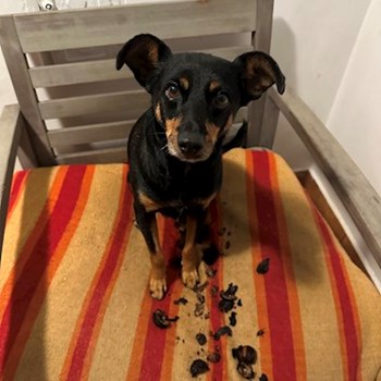 thumbnail petsitter Oradea sau bonă pentru animale pentru câini pisici