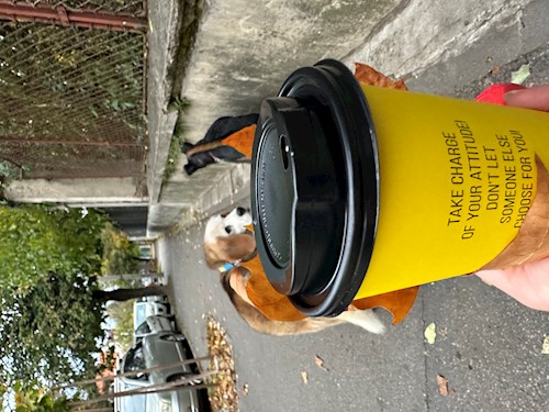 Iasmina- petsitter Oradea sau Bonă pentru animale pentru câini pisici