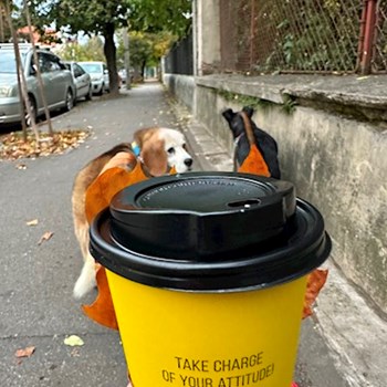 thumbnail petsitter Oradea sau bonă pentru animale pentru câini pisici