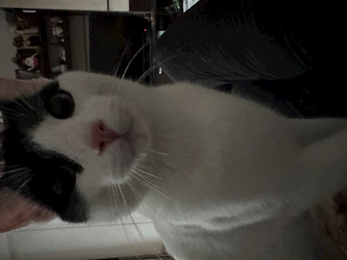 Florina- petsitter Târgu Mureș or Pet nanny for dogs cats