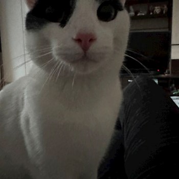 thumbnail petsitter Târgu Mureș or pet nanny for dogs cats
