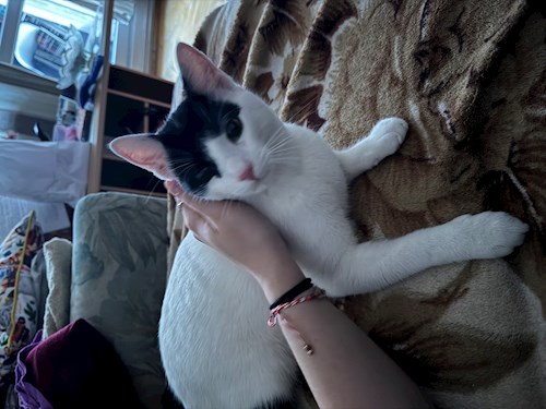 Florina- petsitter Târgu Mureș or Pet nanny for dogs cats