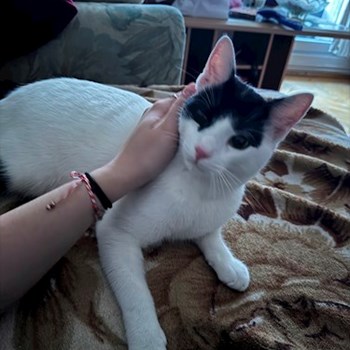 thumbnail petsitter Târgu Mureș or pet nanny for dogs cats