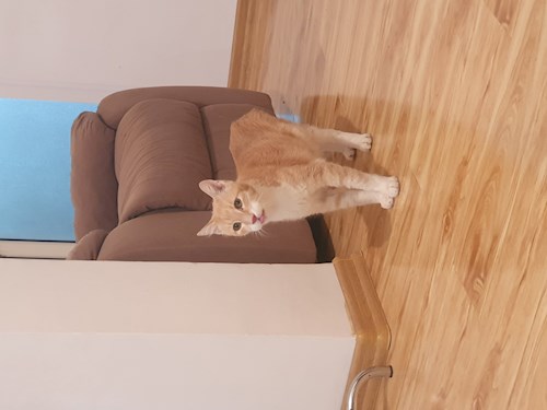 Sabadîș- petsitter Constanța or Pet nanny for dogs cats