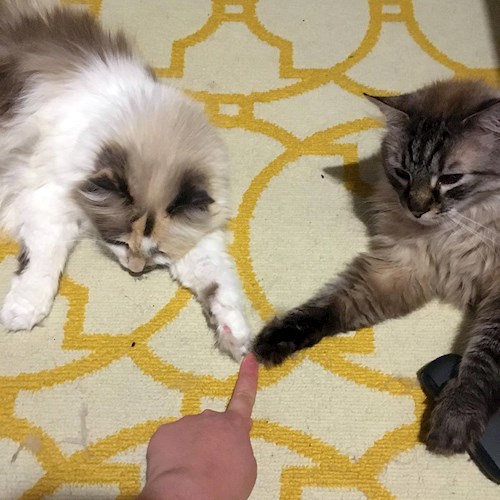 Irina- petsitter București sau Bonă pentru animale pentru câini pisici