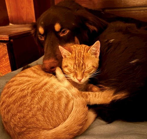 Daria- petsitter București sau Bonă pentru animale pentru câini pisici