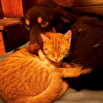 thumbnail petsitter București sau bonă pentru animale pentru câini pisici