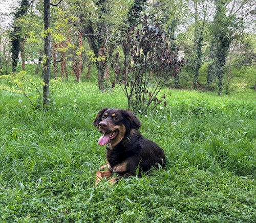 Daria- petsitter București sau Bonă pentru animale pentru câini pisici