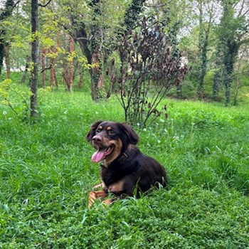 thumbnail petsitter București sau bonă pentru animale pentru câini pisici