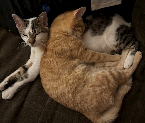 Daria- petsitter București sau Bonă pentru animale pentru câini pisici