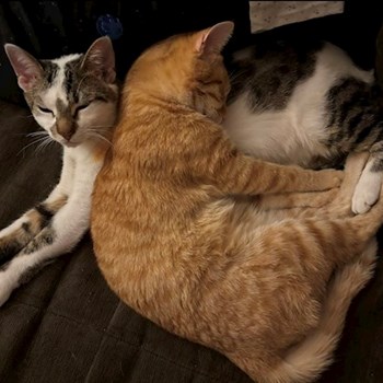 thumbnail petsitter București sau bonă pentru animale pentru câini pisici