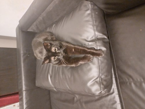 Raluca- petsitter București or Pet nanny for dogs cats