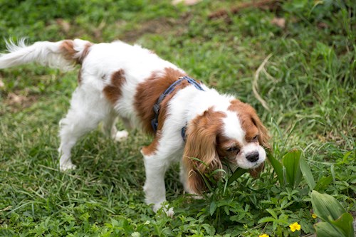 pop- petsitter Cluj-Napoca sau Bonă pentru animale pentru