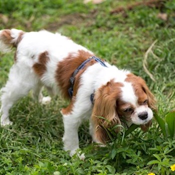 thumbnail petsitter Cluj-Napoca sau bonă pentru animale pentru