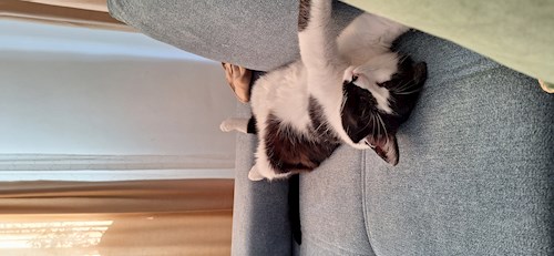 Mihaela- petsitter București sau Bonă pentru animale pentru câini pisici