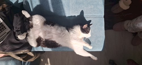 Mihaela- petsitter București sau Bonă pentru animale pentru câini pisici